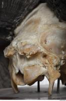 mouflon skull 0023
